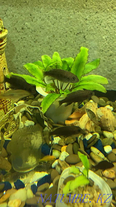 cichlid fish for sale Petropavlovsk - photo 1