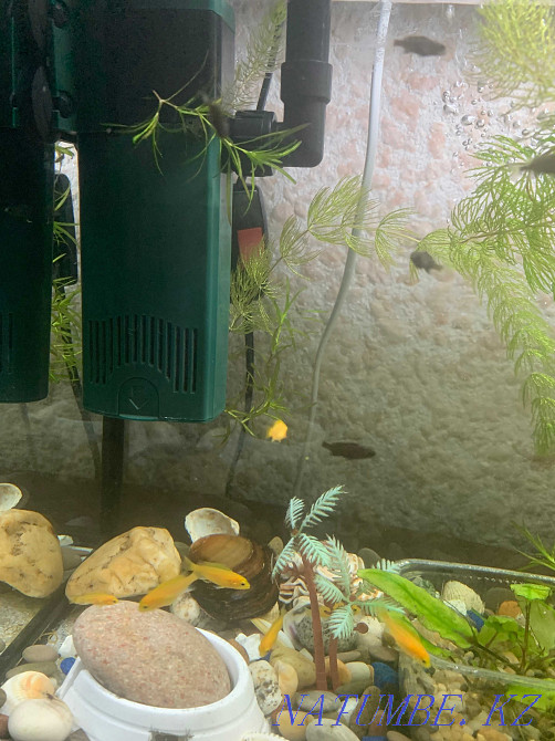 cichlid fish for sale Petropavlovsk - photo 4
