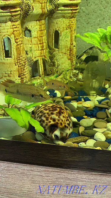 cichlid fish for sale Petropavlovsk - photo 2