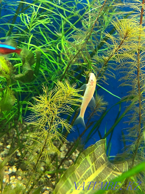 гиринохейлус в Живом мире Алматы - изображение 2