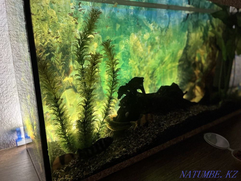 Aquarium with fish Shchuchinsk - photo 6