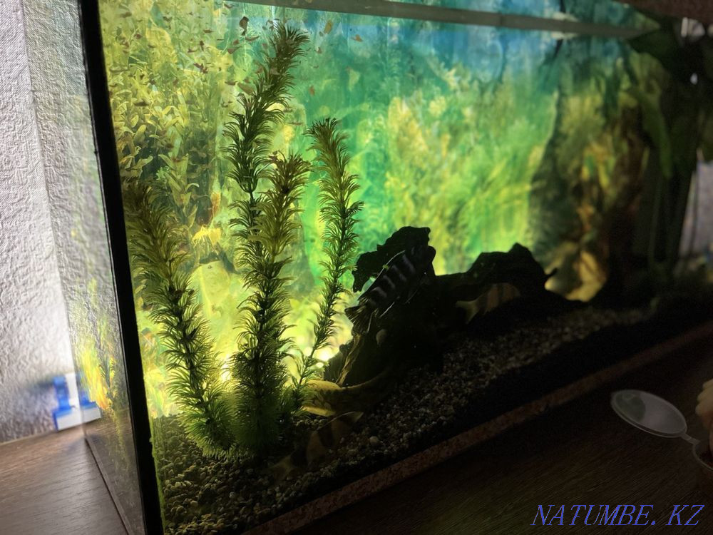 Aquarium with fish Shchuchinsk - photo 7