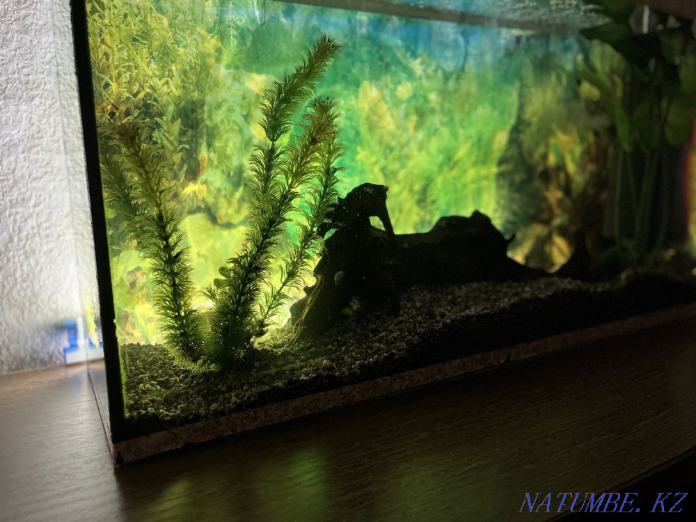 Aquarium with fish Shchuchinsk - photo 3