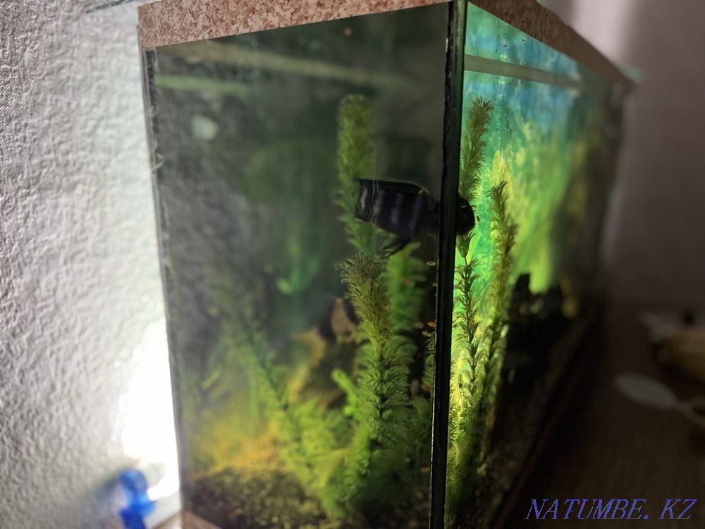 Aquarium with fish Shchuchinsk - photo 8