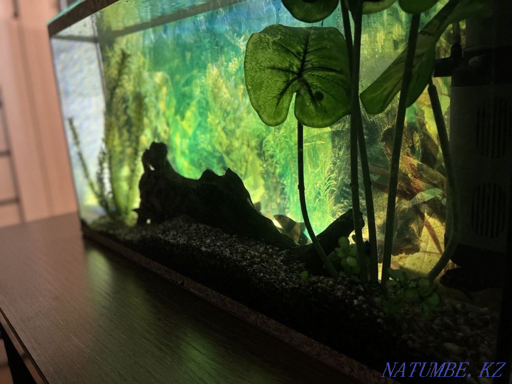 Aquarium with fish Shchuchinsk - photo 4