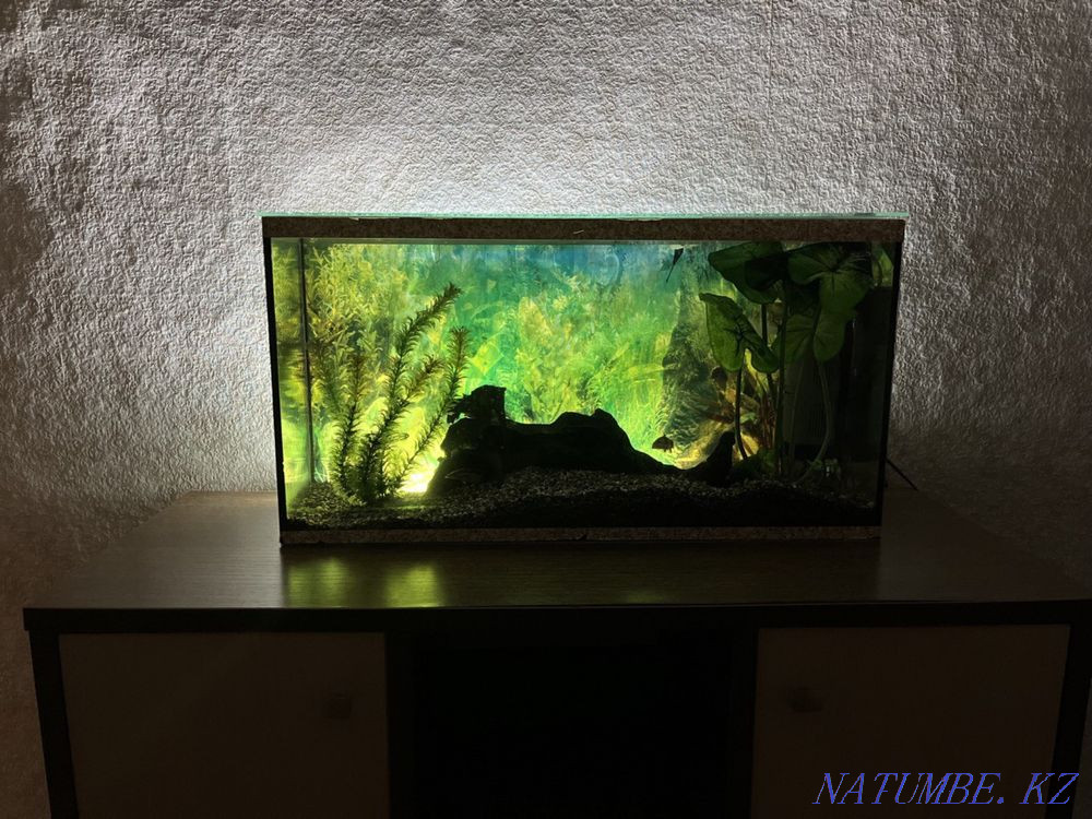 Aquarium with fish Shchuchinsk - photo 1