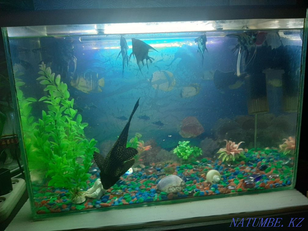 Продам аквариум 40-50л. Отличная вещь Семей - изображение 1