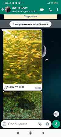 Рыбки аквариумные Petropavlovsk
