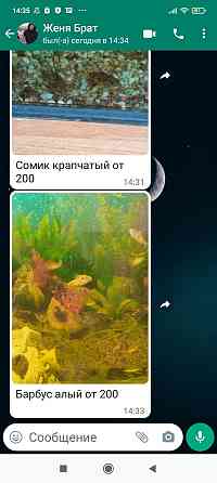 Рыбки аквариумные Petropavlovsk