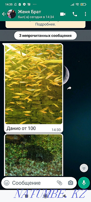 Аквариум балықтары  Петропавл - изображение 3