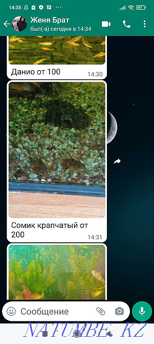 Аквариум балықтары  Петропавл - изображение 2