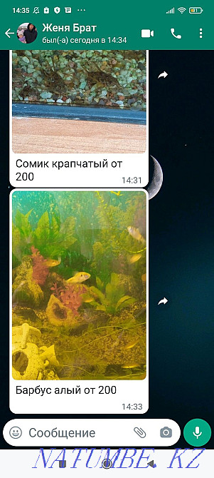 Аквариум балықтары  Петропавл - изображение 1