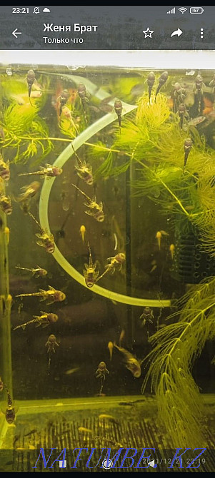 Fish. Aquarium fish. Бостандык - photo 1