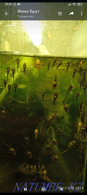 Fish. Aquarium fish. Бостандык - photo 2