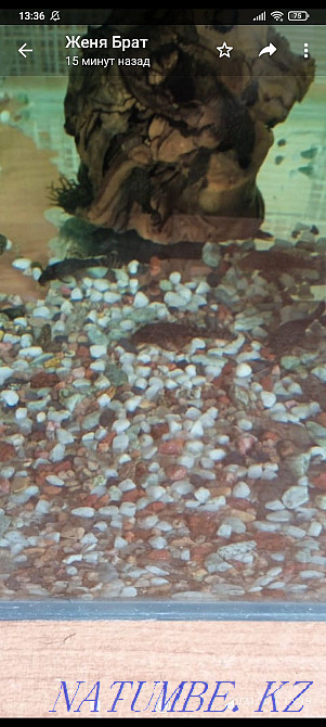 Sell fish fish. Бостандык - photo 1