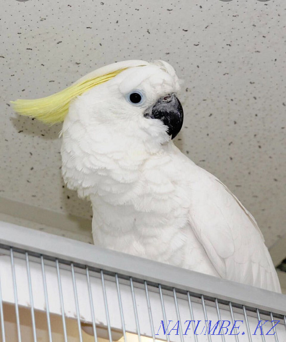 Продам большого желтохохлого какаду тритон Алматы - изображение 1