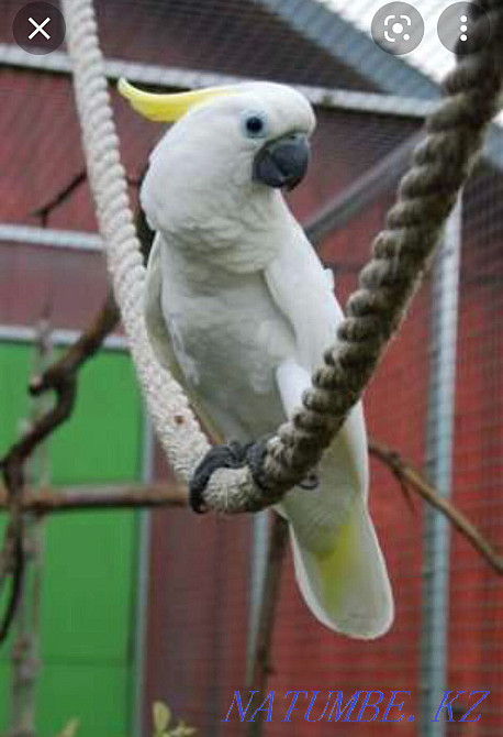 Продам большого желтохохлого какаду тритон Алматы - изображение 2