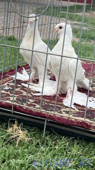 Pigeons two-toed young minnow  - photo 3