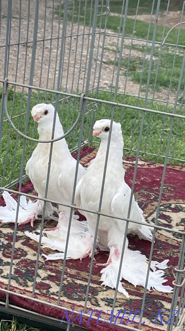 Pigeons two-toed young minnow  - photo 1