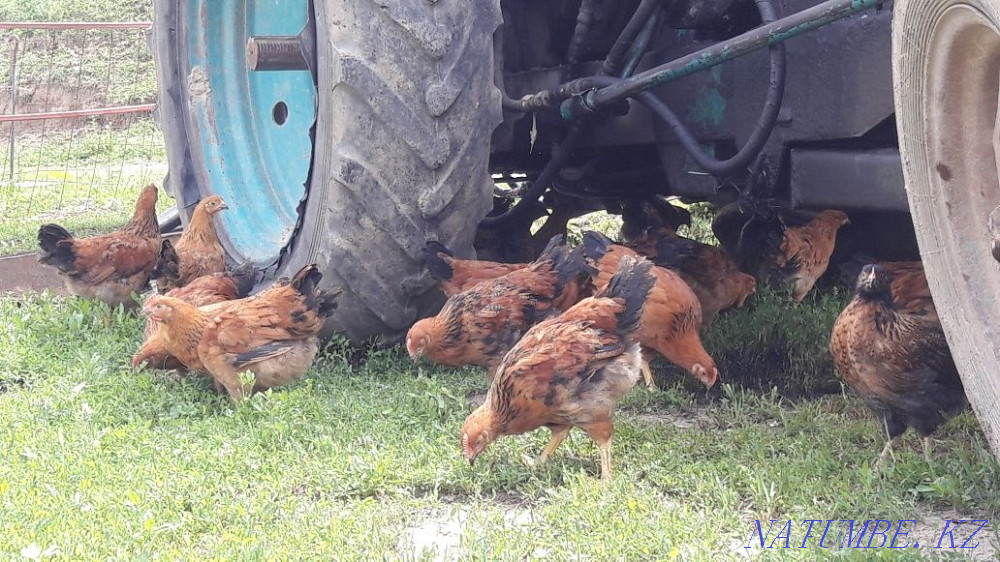 I will sell chickens Kuchinsky anniversary  - photo 1