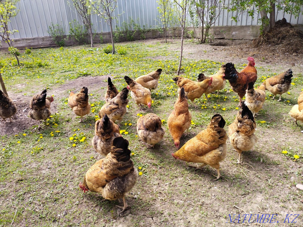 I will sell chickens Kuchinsky anniversary  - photo 6