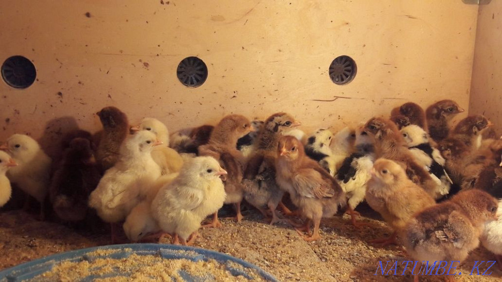 I will sell chickens Kuchinsky anniversary  - photo 2