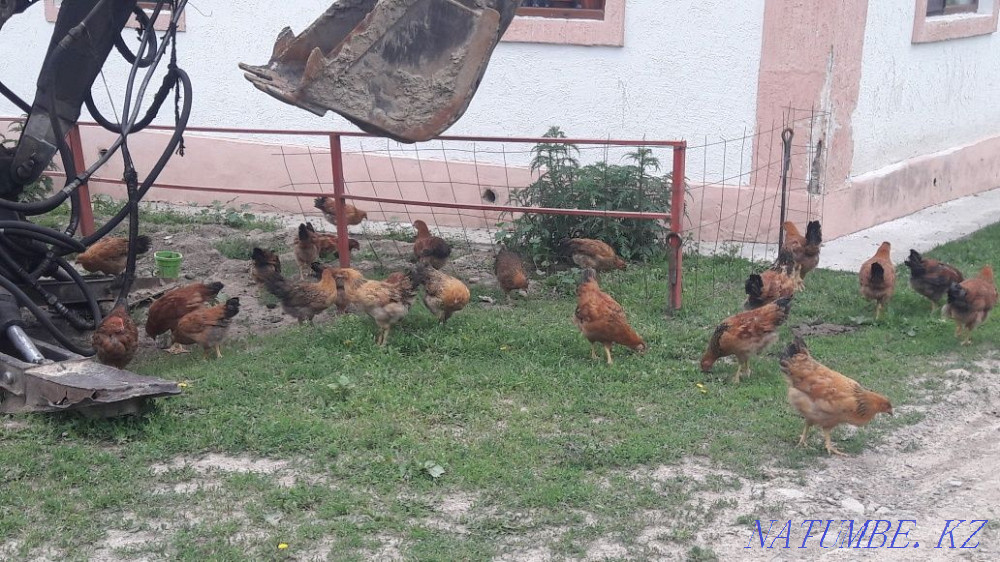 I will sell chickens Kuchinsky anniversary  - photo 5