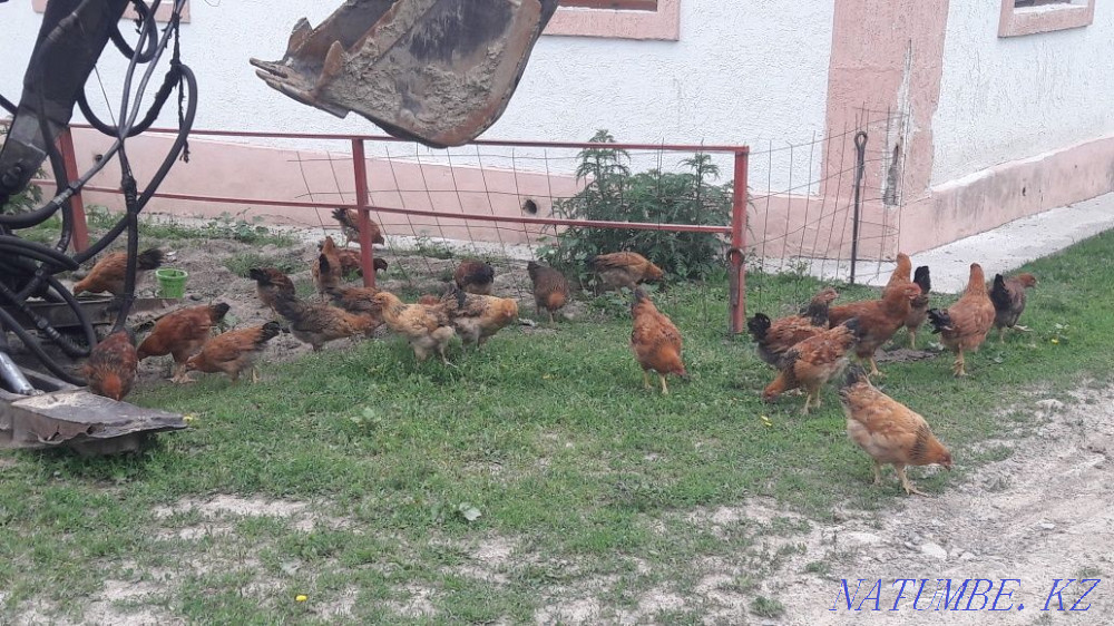 I will sell chickens Kuchinsky anniversary  - photo 4