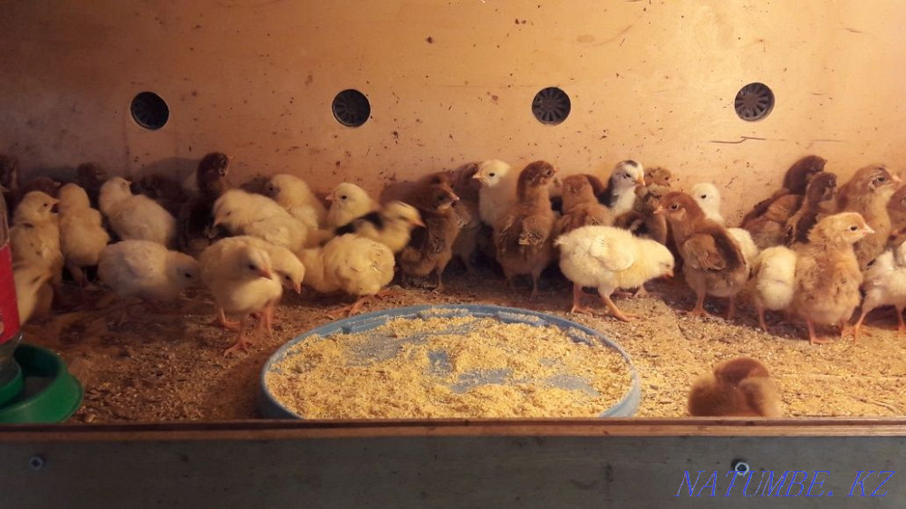 I will sell chickens Kuchinsky anniversary  - photo 3