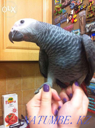 jaco parrot for sale Almaty - photo 2