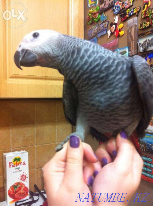 jaco parrot for sale Almaty - photo 2