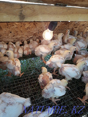 Broiler chickens 20 days Косозен - photo 1