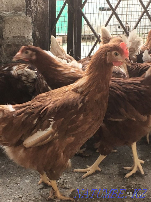 Продам отличное инкубационное яйцо кур несушек порода ломан Браун Тараз - изображение 8