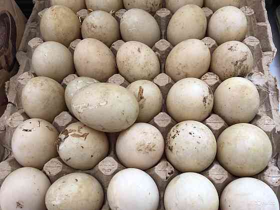 Продам утиное инкубационное яйцо порода Пекинская Алматы