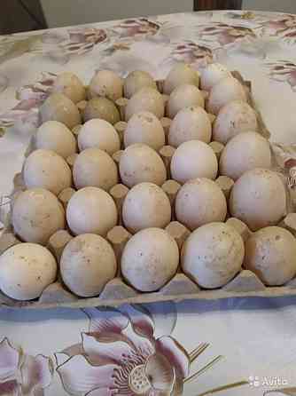 Продам утиное инкубационное яйцо порода Пекинская Алматы