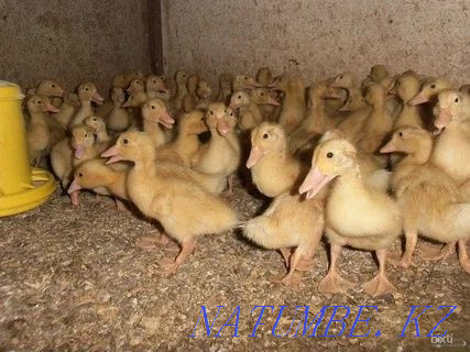 I will sell a duck hatching egg breed Beijing Almaty - photo 2