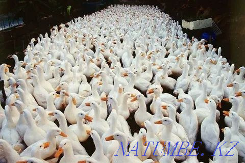 I will sell a duck hatching egg breed Beijing Almaty - photo 3