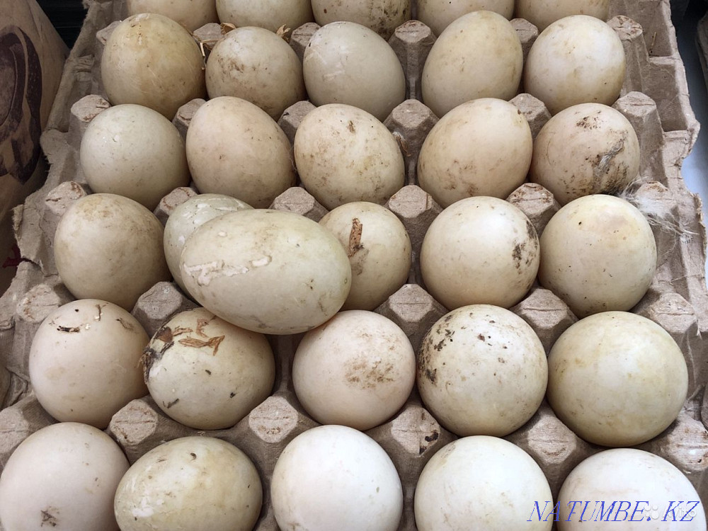 I will sell a duck hatching egg breed Beijing Almaty - photo 5