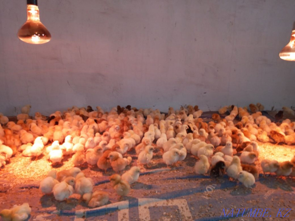 Balapan Satylady Kyzylorda - photo 2