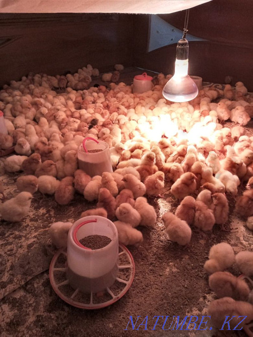 Balapan Satylady Kyzylorda - photo 1