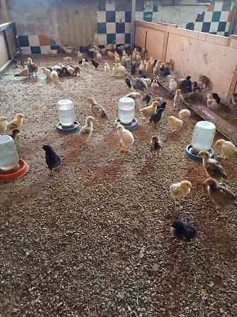 Цыплята подрос, от15 до 40 дней. 