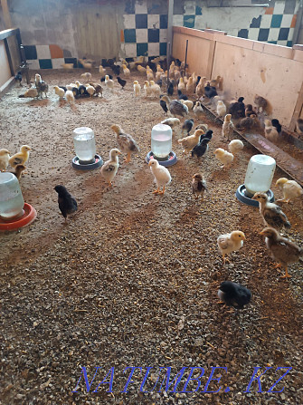 Chicks have grown up, from 15 to 40 days.  - photo 1