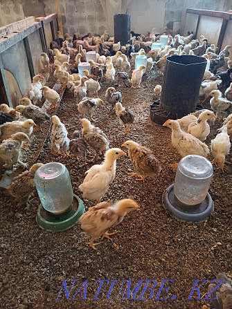 Chicks have grown up, from 15 to 40 days.  - photo 4