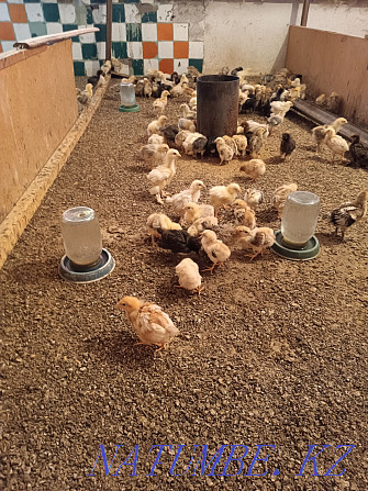 Цыплята подрос, от15 до 40 дней.  - изображение 3