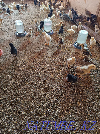 Chicks have grown up, from 15 to 40 days.  - photo 2
