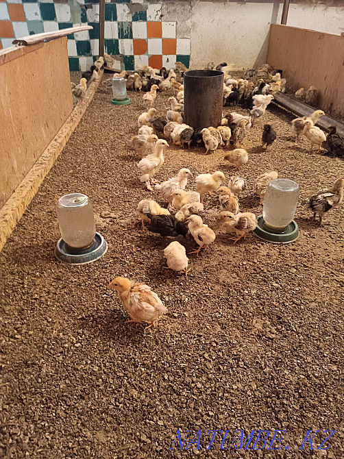 Цыплята подрос, от15 до 40 дней.  - изображение 3