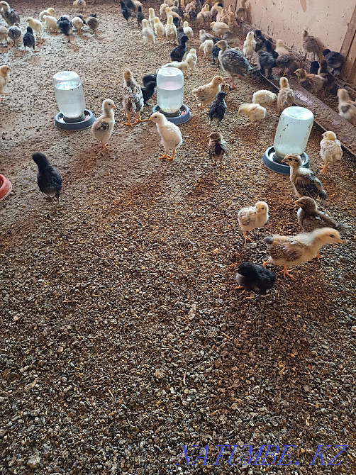 Цыплята подрос, от15 до 40 дней.  - изображение 2