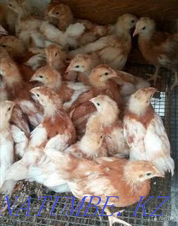 I will sell an incubatory egg of red and white laying hens an excellent fruit Petropavlovsk - photo 5