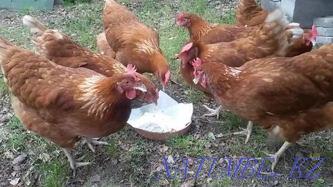 I will sell an incubatory egg of red and white laying hens an excellent fruit Petropavlovsk - photo 6