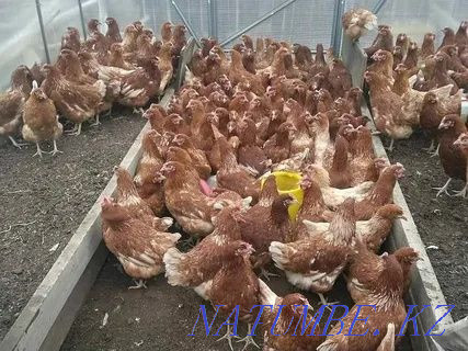 I will sell an incubatory egg of red and white laying hens an excellent fruit Petropavlovsk - photo 1